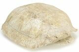 Fossil Tortoise (Testudo) Shell - South Dakota #235564-3